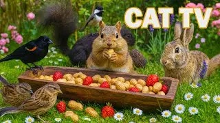 Cat TV &ndash; Dog TV 😻🐶 Birds & Squirrels Search for Snacks on the Garden Stools | 4K HDR