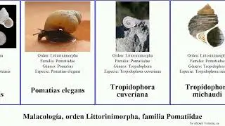 Malacolog&iacute;a, orden Littorinimorpha, familia Pomatiidae elegans mollusca canariensis Pomatias Fuse