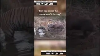Wildlife Struggle for Existence #Shorts