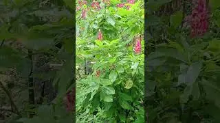 Add public video