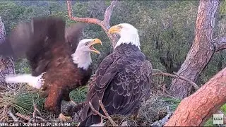 Gabby and Beau, Beau wants to mate American Eagle Foundation NEFL Cam 1 /Cam 2 /Cam 4