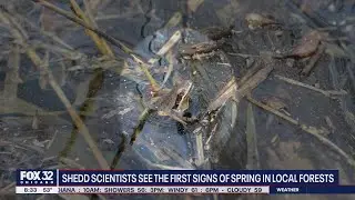 Shedd scientists see the first signs of spring in local forests