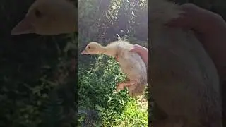 Видео о росте мускусных утят