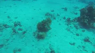 SCUBA dive in the red sea (Depth:  10m & 15m) 0:28