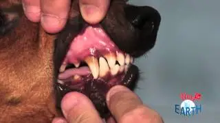 pulizia denti cane