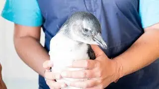 GoEco VOLUNTEER Trip Vlog - Volunteering with Penguins in South Africa