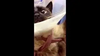 Showing how to put a cone around the cat snack if he or she is not an escape artist