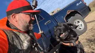 Pheasant Hunting in Wisconsin on public land with my 13 month old black lab Cleo
