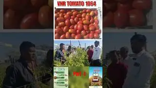 Tomato farming video short -01 // VNR 1064 tomato variety short video #farmingshort #farming