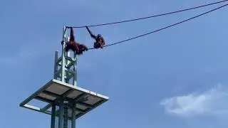 ORANGUTANS ON THE O-LINE | SMITHSONIAN NATIONAL ZOO