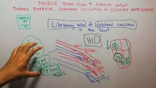 CVS physiology 200 || Lifesaving role of collateral circulation in heart