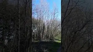 Birds singing - Spring in England -  Fuglas&ouml;ngur - Vor &iacute; Englandi - Fer&eth;alag