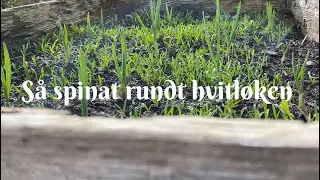 S&aring; spinat rundt hvitl&oslash;ken