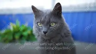 abyssinian