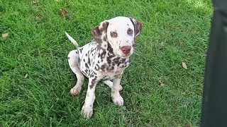 My Dalmatian is Deaf