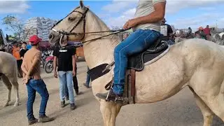 FEIRA DE CAVALO 🐎 EM CARUARU PE DIA 30/12/2025 ÚLTIMA FEIRA DO ANO 