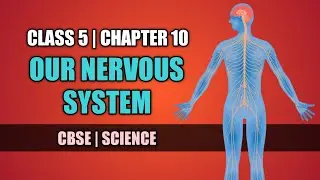 Class 5 | Science | Chapter 10 | Our Nervous System | Questions and Answers #cbse #class_5 #science