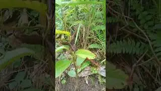 newly planted red lawaan,molave,lemon and some veggies!😍#plantingtrees #molave