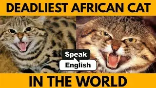 Unique:  Felis Nigripes, The Most Deadly African Cat in the World