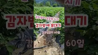 감자밭에 물데기.감자성장을 위해  물데줄 시기 괴산젊은농부 #shorts