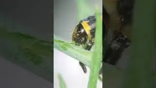 ЗЕЛЕНЬ ПОД МИКРОСКОПОМ