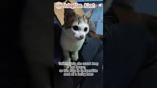 #darjeeling #rescue #adopt #cat  #kitten #bekind #bekindtoallkinds #becompassionate #adoptdontshop