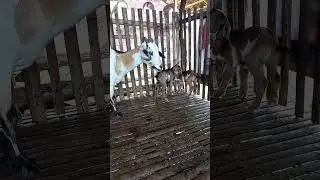 DOUBLE TROUBLE 🐐 ❤️ TWIN BABY Goats Steal the Show 😊 #shorts