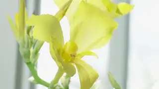 Canna Lily Care: How to Care For Canna Lilies | The Spruce #IndoorPlantCare