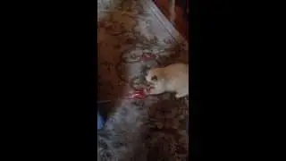 Whip-Poor-Will cat toy