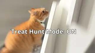 Playful Cat Goes Wild for Treats &ndash; Watch this Exciting Chase!