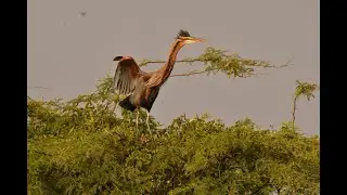Purple Heron taking sun bath
