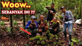 Tanpa sengaja nemu pohon durian berbuah lebat & sudah berjatuhan di hutan Kalimantan.