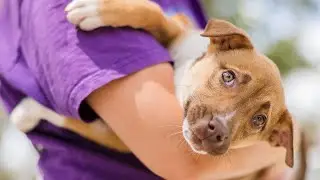 About Animal Welfare League Qld