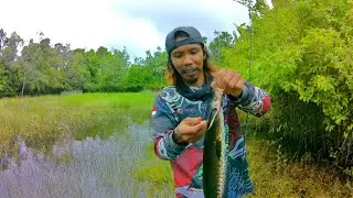 Solusi spot elit sambaran pelit, hajar pakai umpan kodok alami dijamin anti BONCOS..!