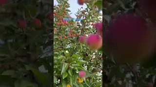 The fruit of maple apple are small, but we can make jam, wine and use in cooking