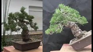 De 0 a 100 con un cambio de ángulo - Pino negro Japonés