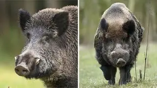 Wild Boar 🐗 The Ferocious Beast Of The Forest!