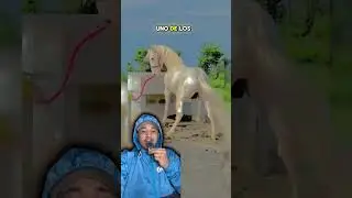 El caballo m&aacute;s caro del mundo  🐎 #omg #shorts  #feed