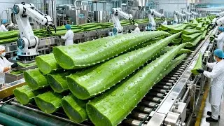 Inside the Aloe Vera Drink Factory | From Fresh Leaves to Bottled Drinks (Full Process)