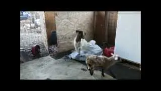Goat Epic Fail