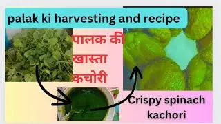 palak harvesting & recipe //palak ki khasta kachori recipe | crispy spinach kachori