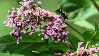 rutpela maculata,insetto