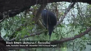 Blongios &agrave; cou jaune (Botaurus f. flavicollis) Black Bittern