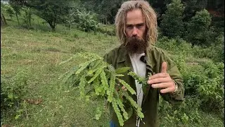 Drinking the Powerful Asian Plant Medicine that the World Forgot... SOMA?! (Phyllodium Pulchellum)