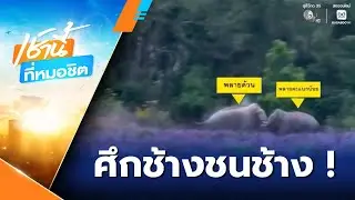 เปิดศึก พลายด้วน ปะทะ พลายตะแบกน้อย | เช้านี้ที่หมอชิต