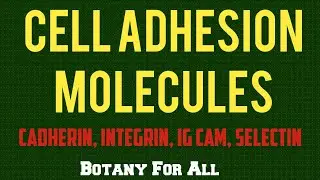 CAM- CELL ADHESION MOLECULES, Cadherins, Integrins, Selectins, Immunoglobins. CSIR NET LIFE SCIENCES