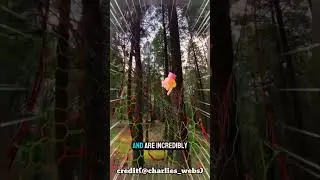 Его называют Человеком-пауком 🕷️😳 (автор: @charlies_webs)