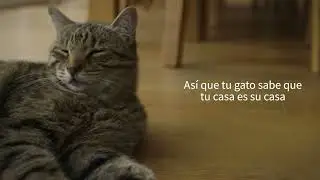 SureFlap&reg;   Gatera con microchip - piensoymascotas