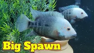 Herichthys Deppi Cichlid - BIG SPAWN