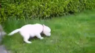 Hynca's eerste stapjes op het gras